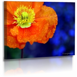 Naturbilder - Blumenfotos - Blume - Mohnblumen - Bilder -...