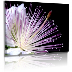 Naturbilder - Blumenfotos - Blume - Passionsfrucht - Blte