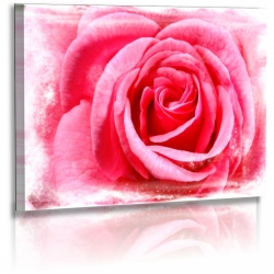 Naturbilder - Blumenfotos - Blume - Rose - Rosa - Bilder...